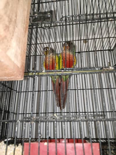YELLOW SIDED CONURE BREEDER PAIR AVAILABLE FOR SALE