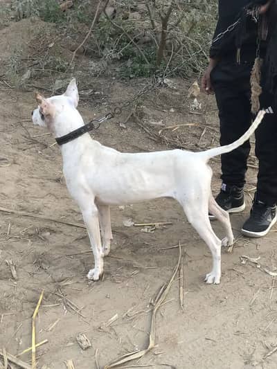 Read add  GULTAIR …. reasonable price