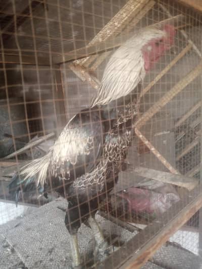 walti aseel fiter morgha  bohat achi game hay