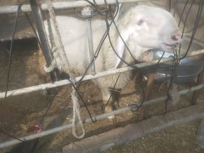 2 dant kajla chatra live weight 120 kg