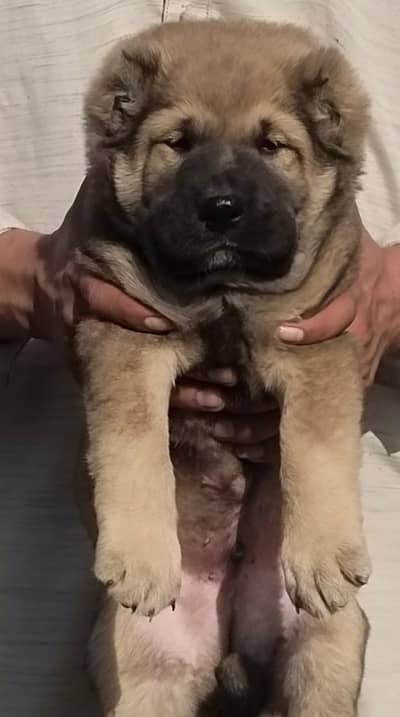 Kangal | kurdish kangal | Turkish kangal | puppies pair |kangal dog