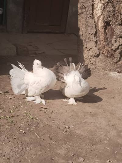 American Fantail Pigeons |  kabotar | کبوتر | Pigeons for sale