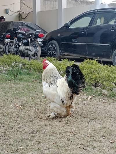 Colombian light Bhrama