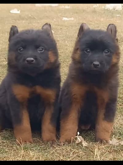 German Shepherd puppies for sale