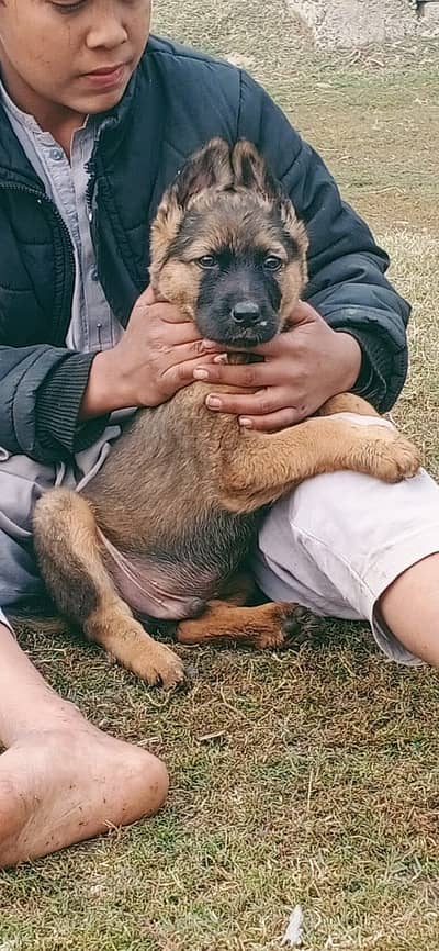 alsatian bhagyari dog for sale