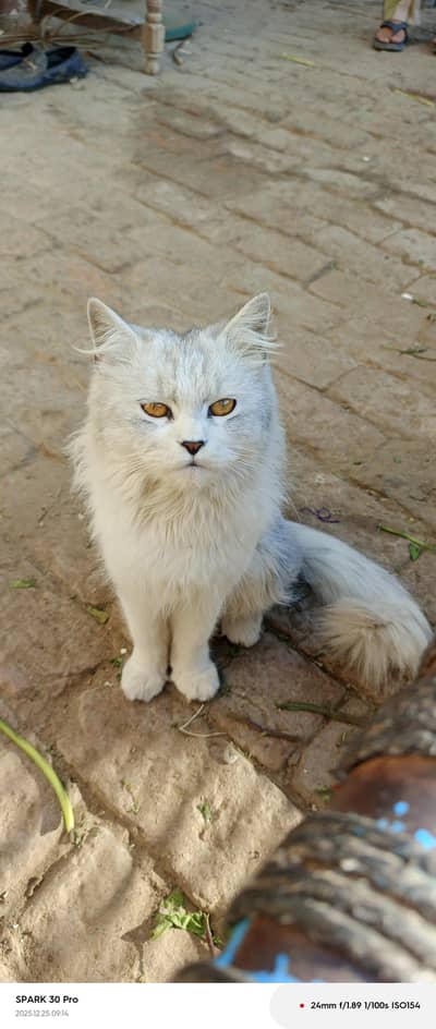 Persian male cat triple coated Urgent sale