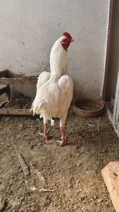 Aseel heera for sale