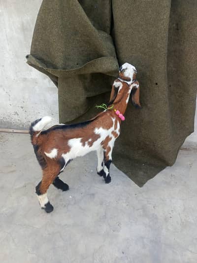 I'm sale my 2 male 03102639002