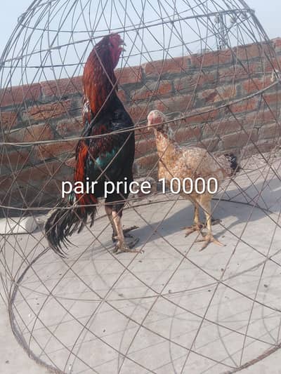 aseel berrder pair or female