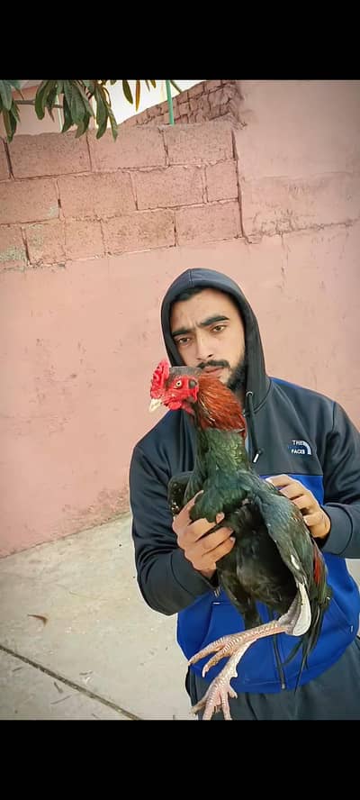 weight 3100 . . . zabardast Hadi jor