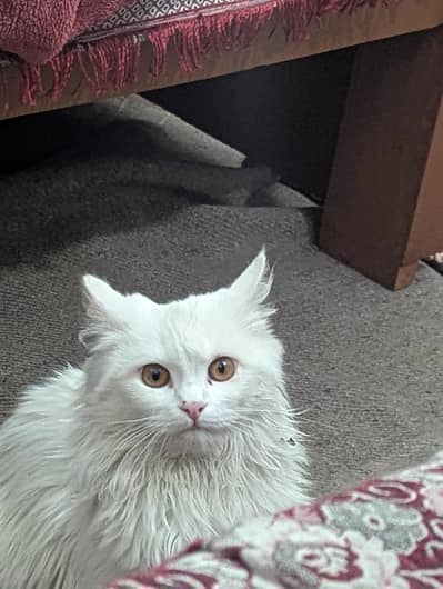 Persian cat for sale