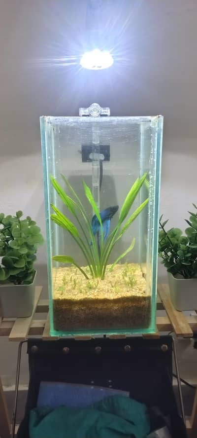 Urgent sale02 planted tanks for sale urgent at very low giveaway price