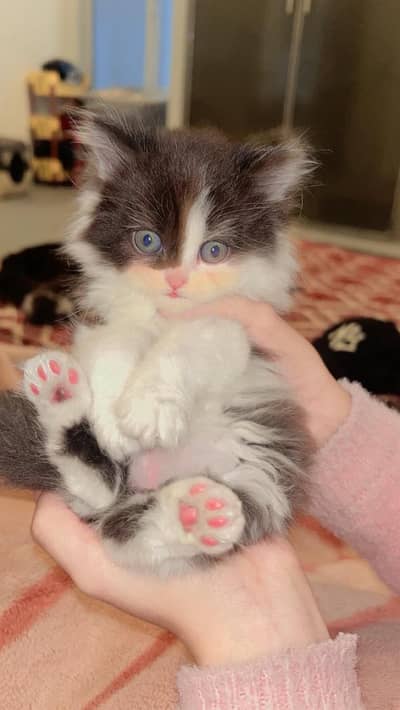 Punch Face Triple Coated Female Kittens for Sale – Healthy & Cute