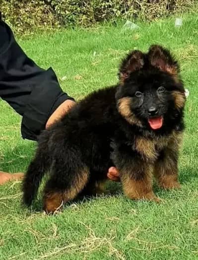 German Shepherd Dog for sale