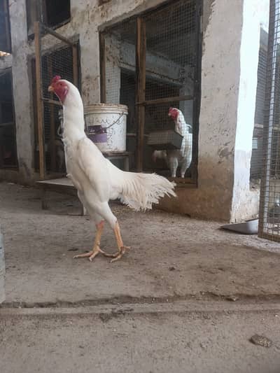 Aseel | thai aseel | shamo aseel | white aseel | o shamo | king shamo