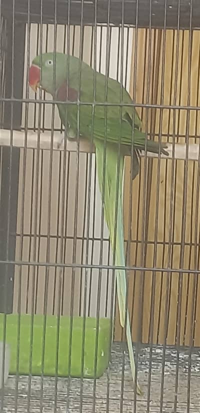 kashmir rwa breeder female for sale