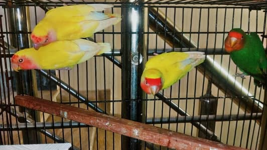 Lovebirds 1000 per piece