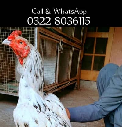 White Aseel Murga For Sale