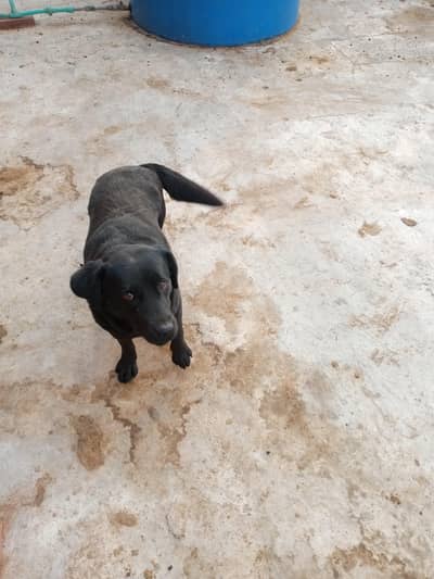 black labra female
