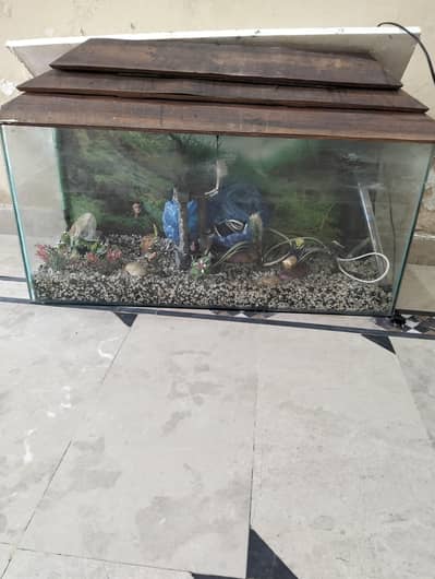 fish aquarium for sale