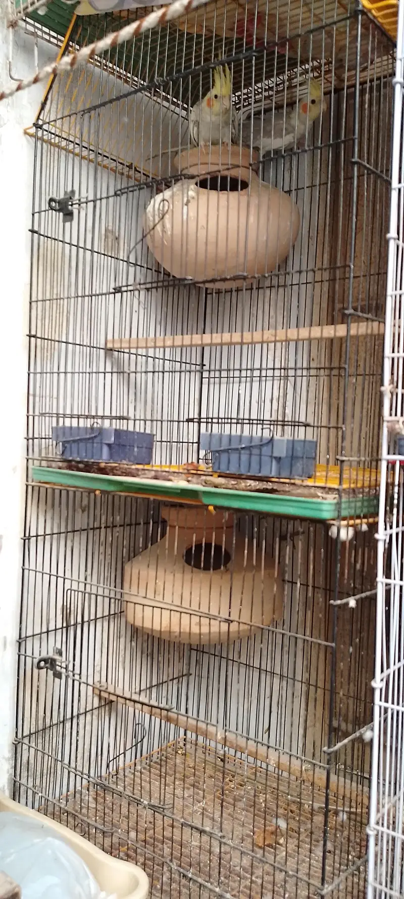 2 portion Bird cage — photo 3