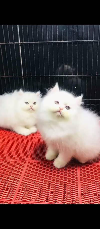 Persian | Cat | baby | kittens | 3 kot ʘƷ4ʘ58Ξ786Ξ97ωᗩŤ$P low price