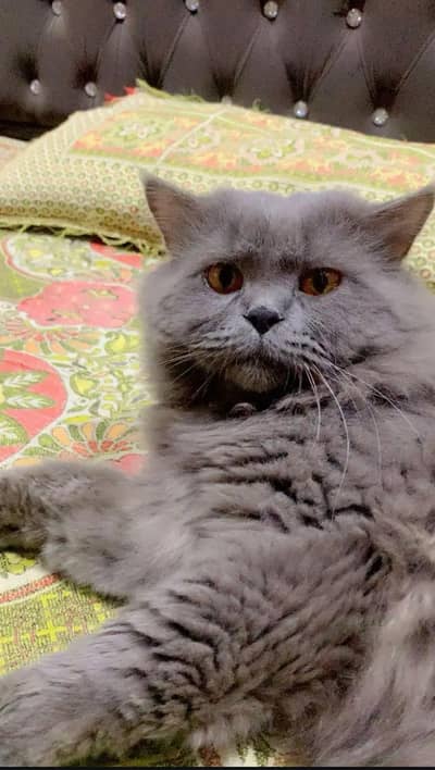 american Male Cat For Sale