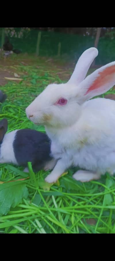 Desi Rabbits