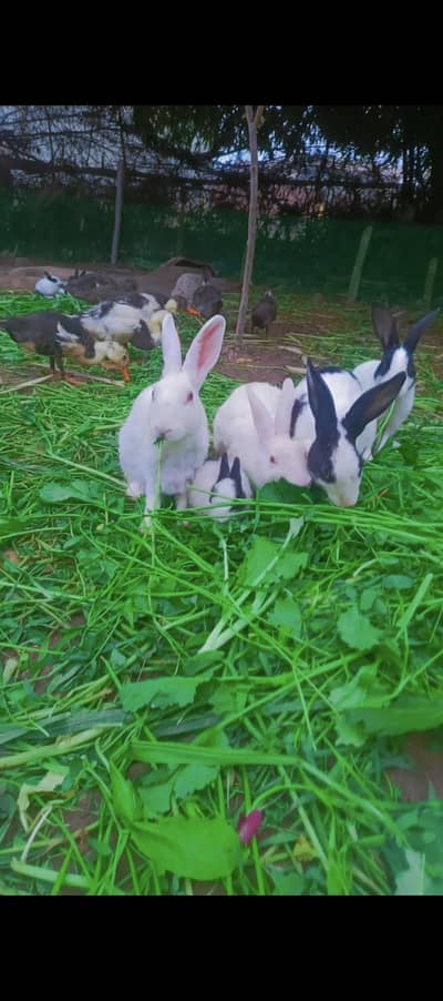 Desi Rabbits