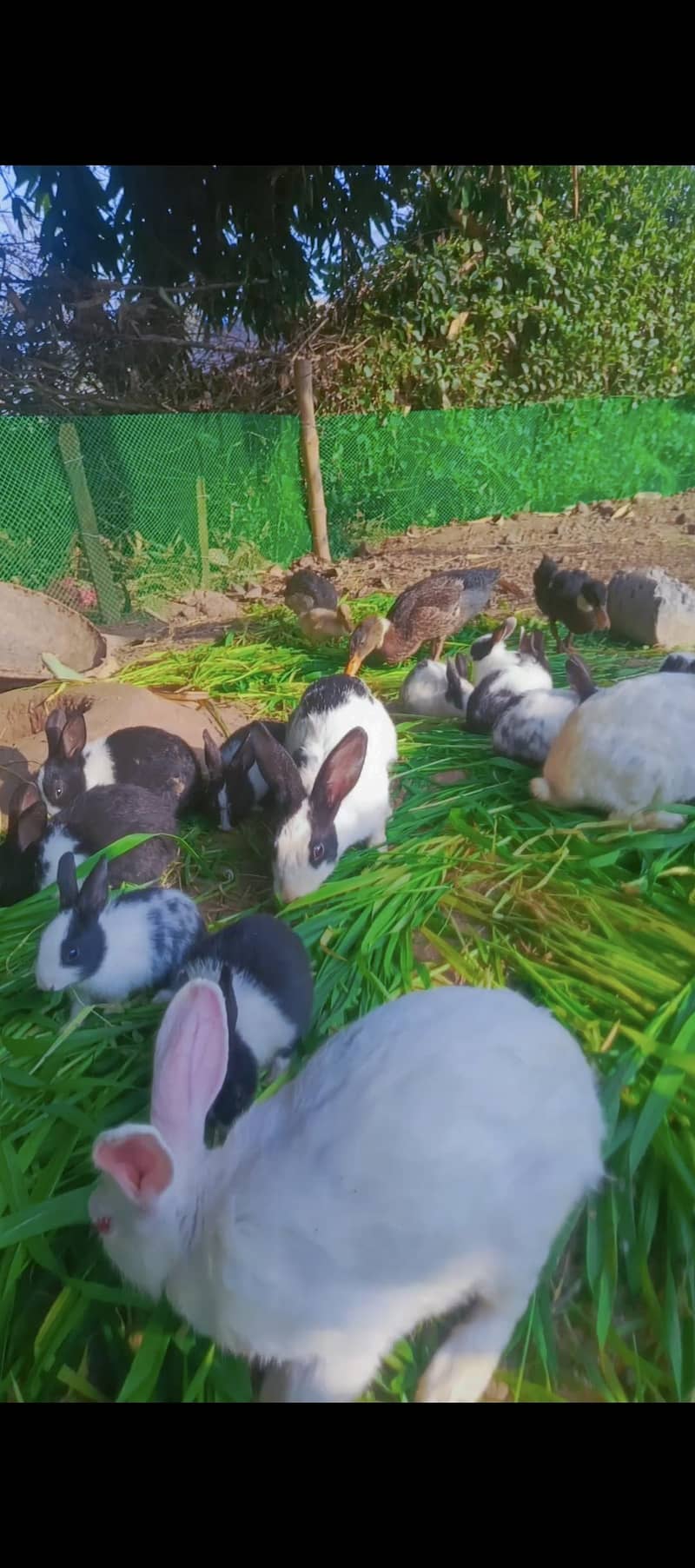 Desi Rabbits - Rabbits - 1110628699
