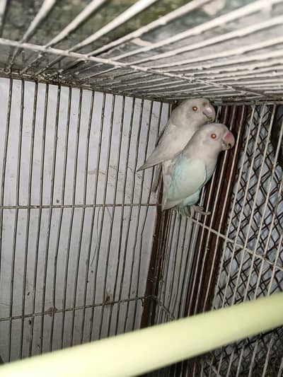 5 Pairs Lovebirds Available For Sale