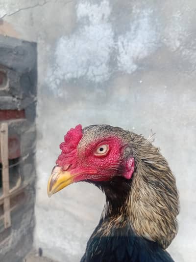 aseel patha for sell gand jor band hai