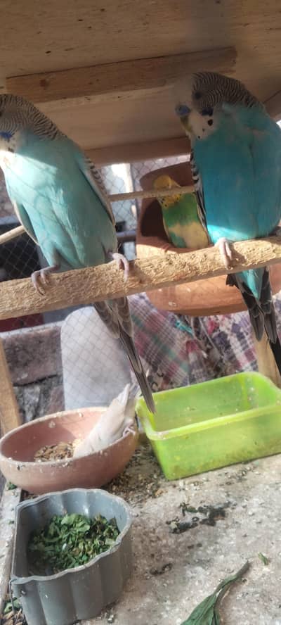 Australian Parrots for sale