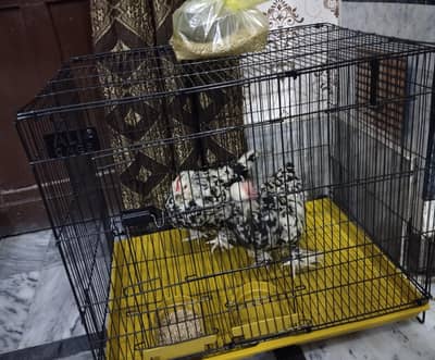 2 Female Black Mottled Bantam With Cage