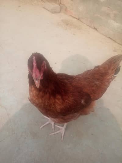 dasi pair contact 03171721006