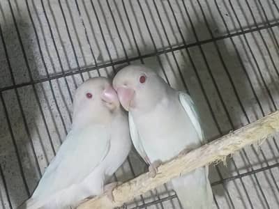 albino red eyes Lovebird