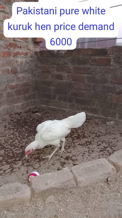 Aseel Hens|Aseel patha|For sale||Thai cross|For sale|