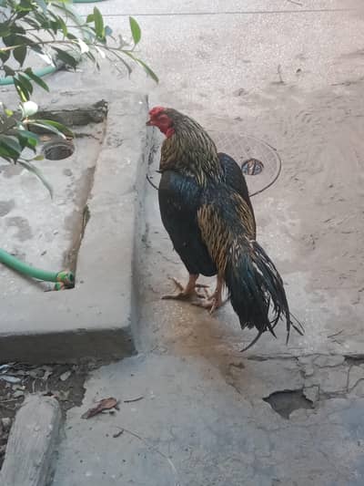 good quality mianwali exchange bhi ho sakta hai murga ke sath