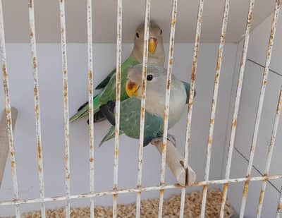 Rosicoli Aqua & Aqua Turqoise Opaline