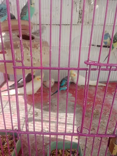 6budgie male available only3000 rupes only seryous Byer contkt03400261