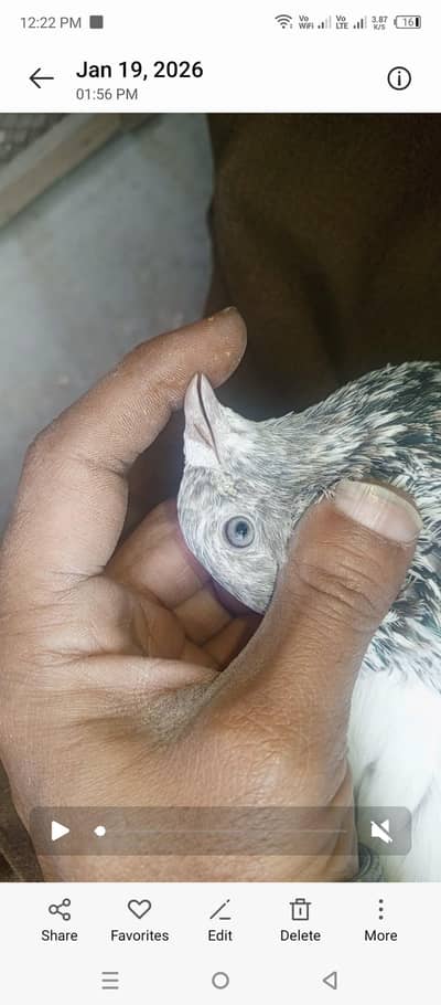 breeder pigion for sale