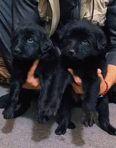 black German Shepherd double coat pair age 50 days for sale