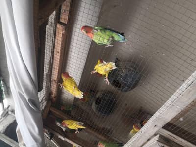 Mix Love Bird Colony