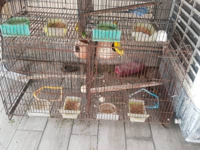 autailien parrot 2 pair or 2 male hali