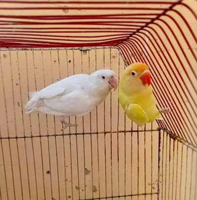 cremino Decino albino and Lutino