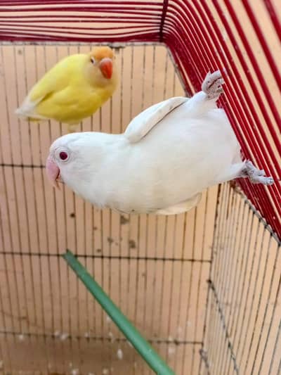 cremino Decino albino and Lutino