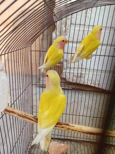 cremino Decino albino and Lutino