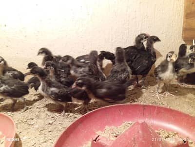 Australorp chiks