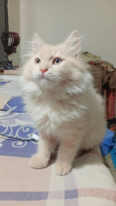 Persian male triple coated