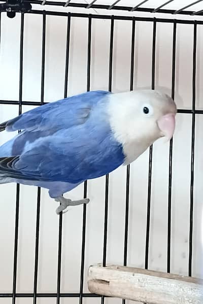 love birds opline pairs